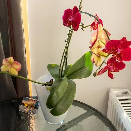 Pogodnewczasy W Jantarze Янтар